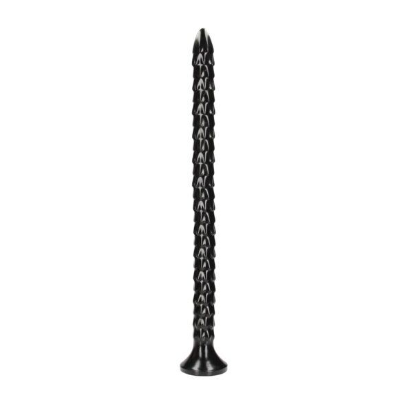 Scaled Anal Snake   20/ 50 cm